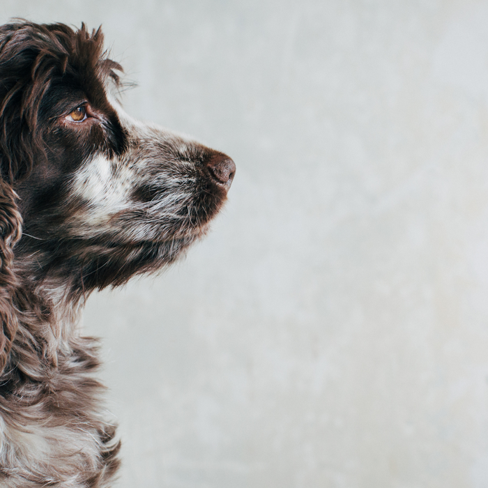 The Aging Pet Challenge