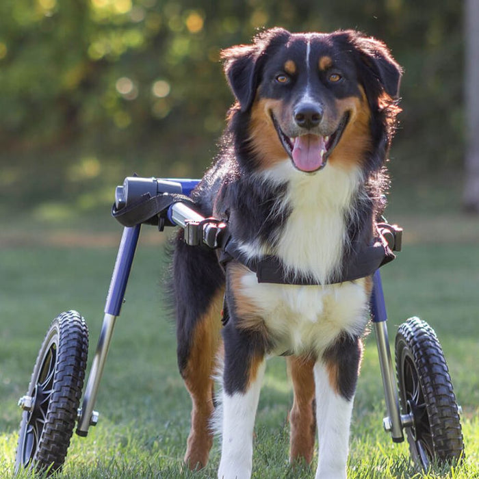 Walkin' Wheels Med/Large Dog Wheelchair