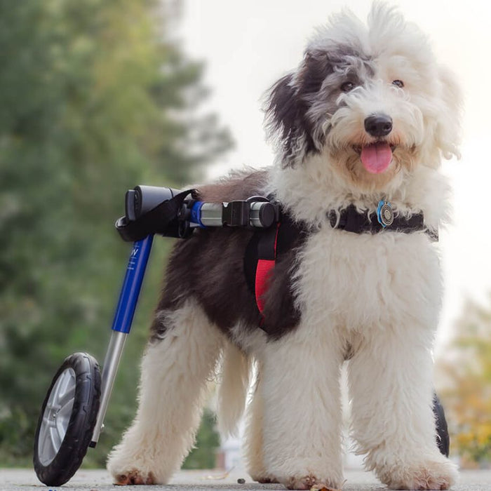 Walkin' Wheels MEDIUM Dog Wheelchair