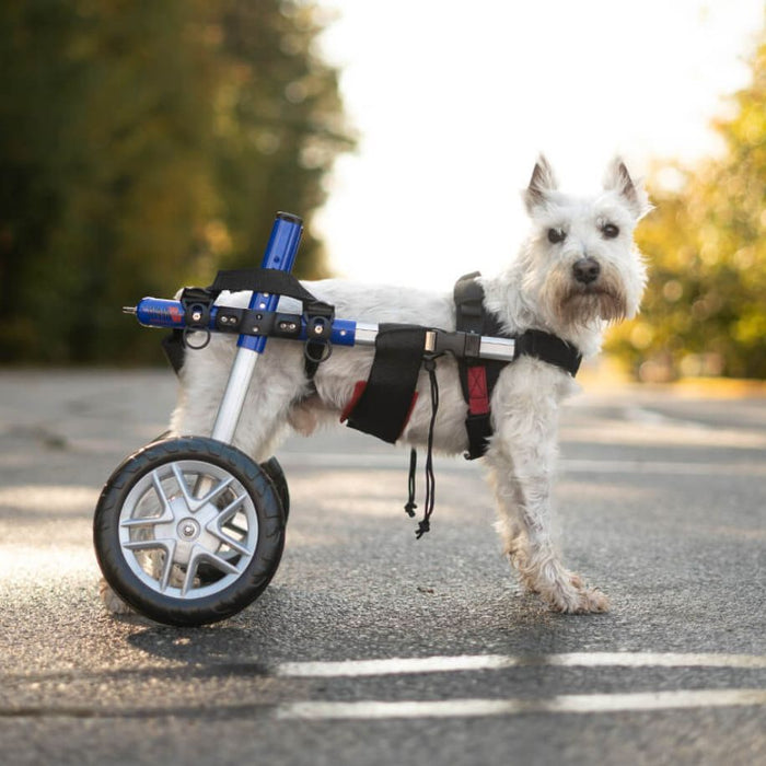 Walkin' Wheels SMALL Dog Wheelchair