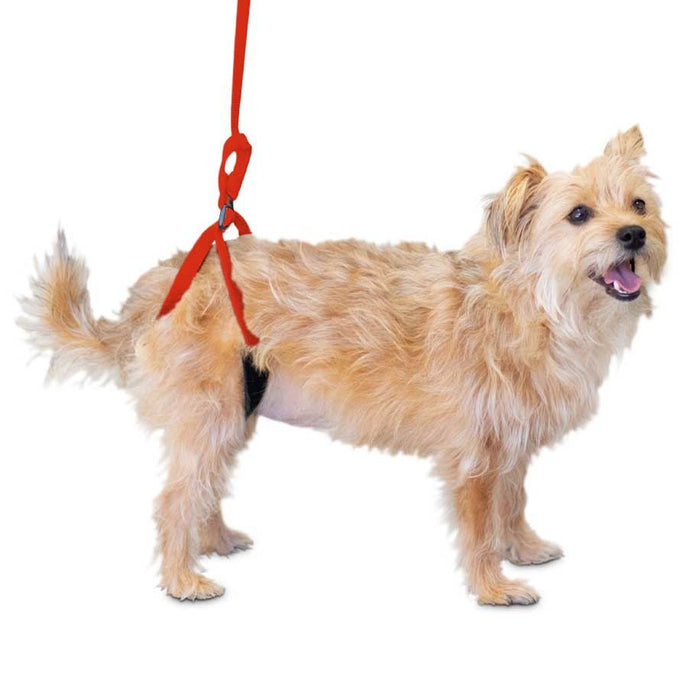 Walkin’ Up-n-Go Leash