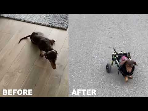 Walkin' Wheels DACHSHUND Wheelchair