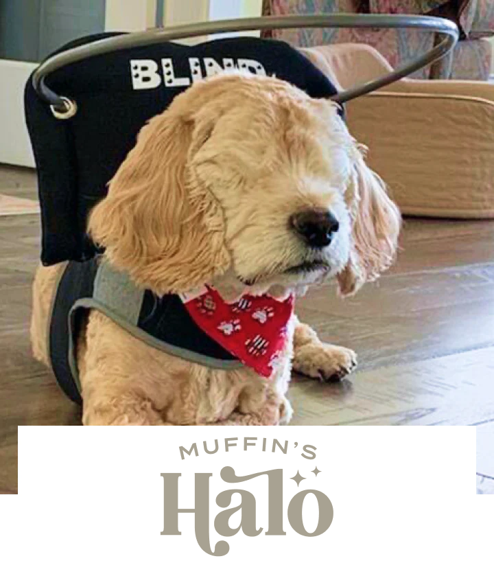 Muffin's Halo for Blind Dogs