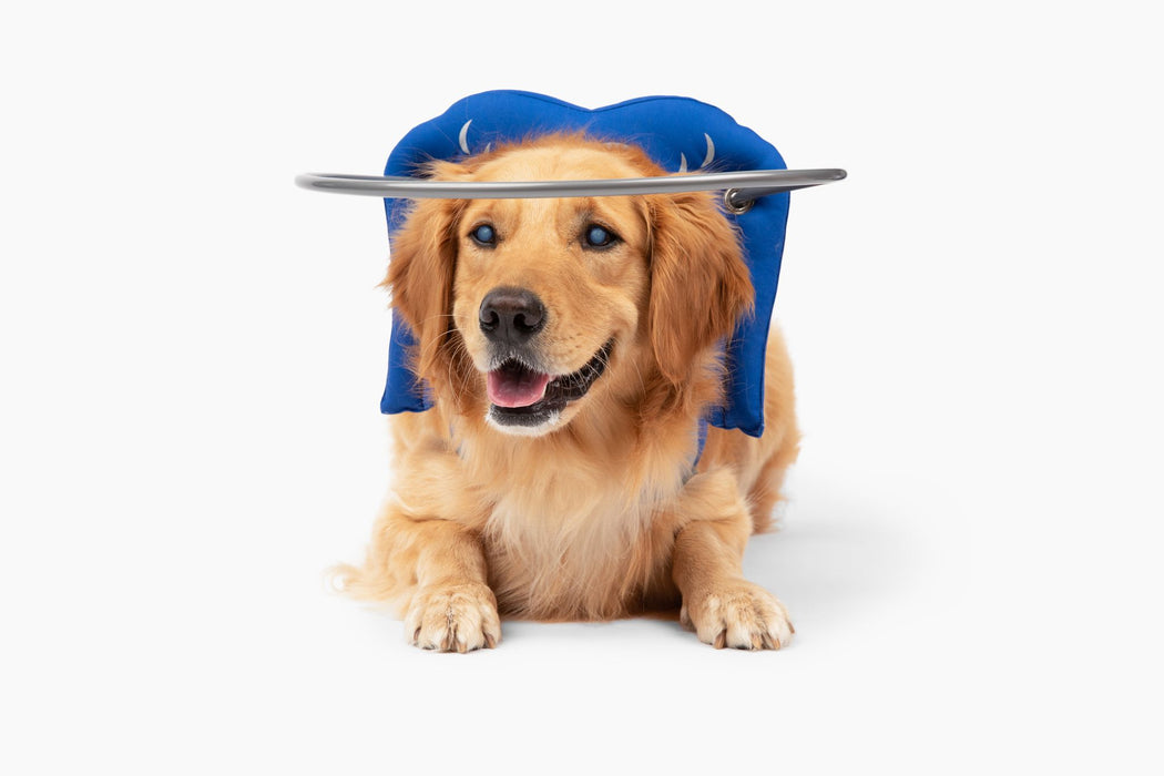 Muffin's Halo Blind Dog Guide - Blue - Size 6