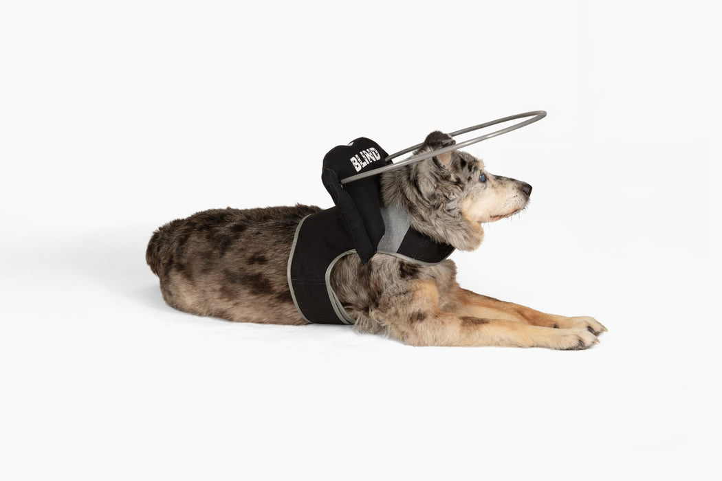 Muffin's Halo Blind Dog Guide - Black Braille - Size 3