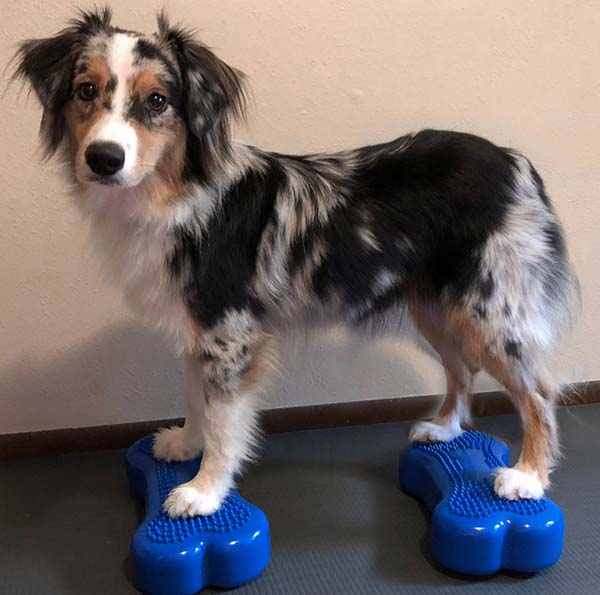 K9FITbone™ MINI Blue, Set of 2