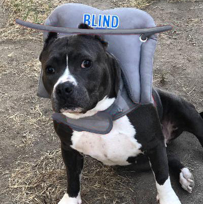 Muffin's Halo Blind Dog Guide - Grey - Size 8