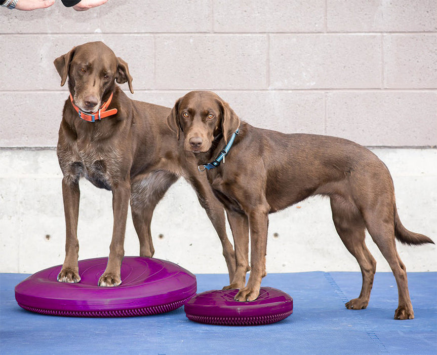 FitPAWS® Balance Disc 14", Razzleberry