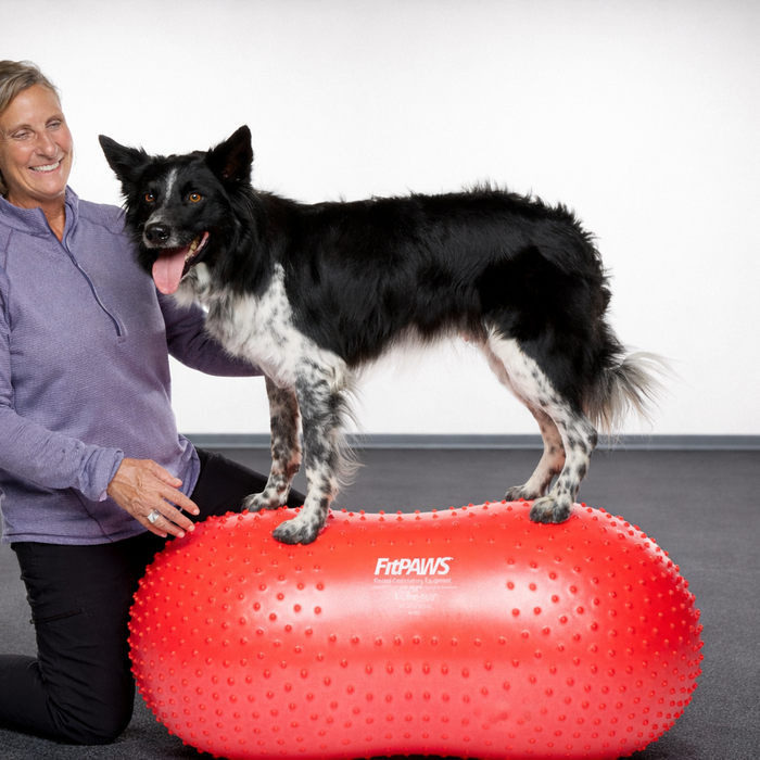 New Research Supports Progressive Instability Training in Canine Rehabilitation and Conditioning