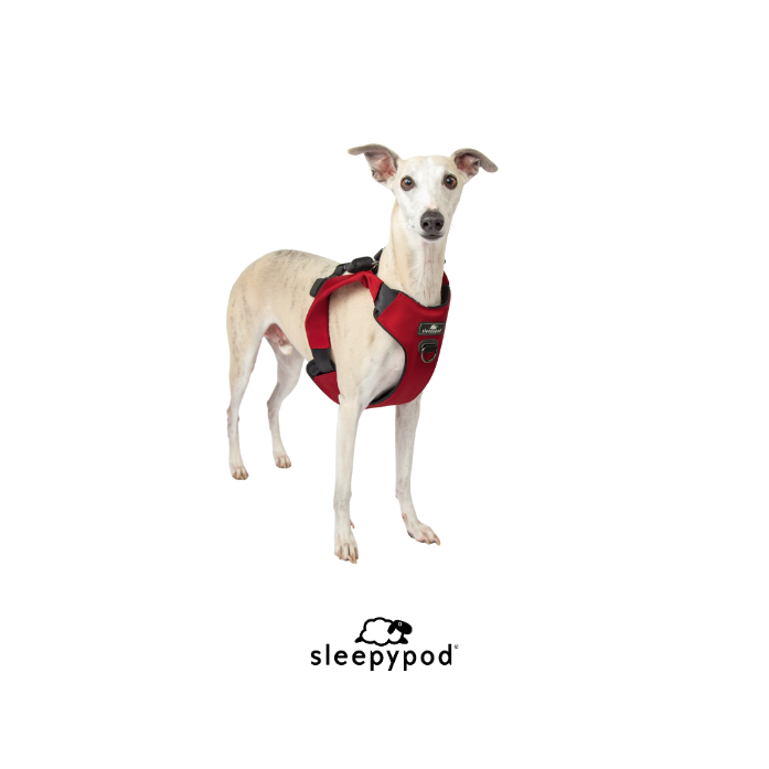 Sleepypod Launches Clickit Range, a Car Safety Harness Designed and Tested to Protect a Broader Spectrum of Canine Body Types