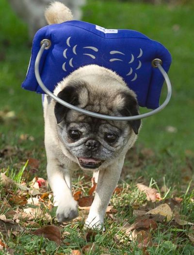 Muffin's Halo Blind Dog Guide - Blue