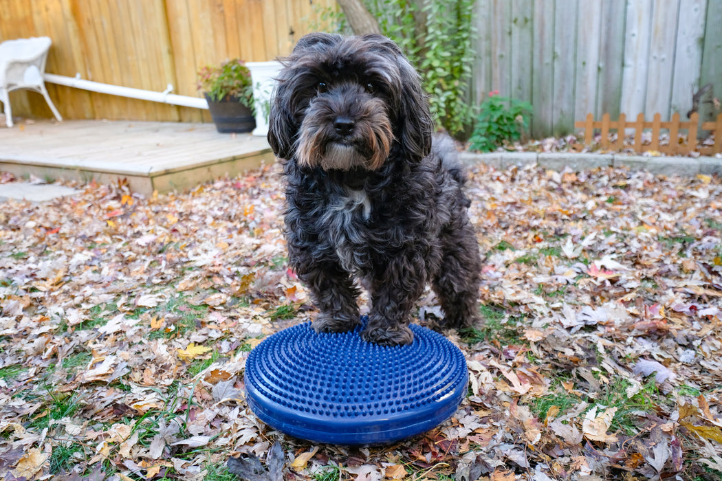 FitPaws Balance Disc