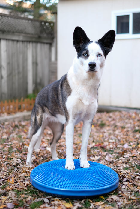 FitPaws Balance Disc