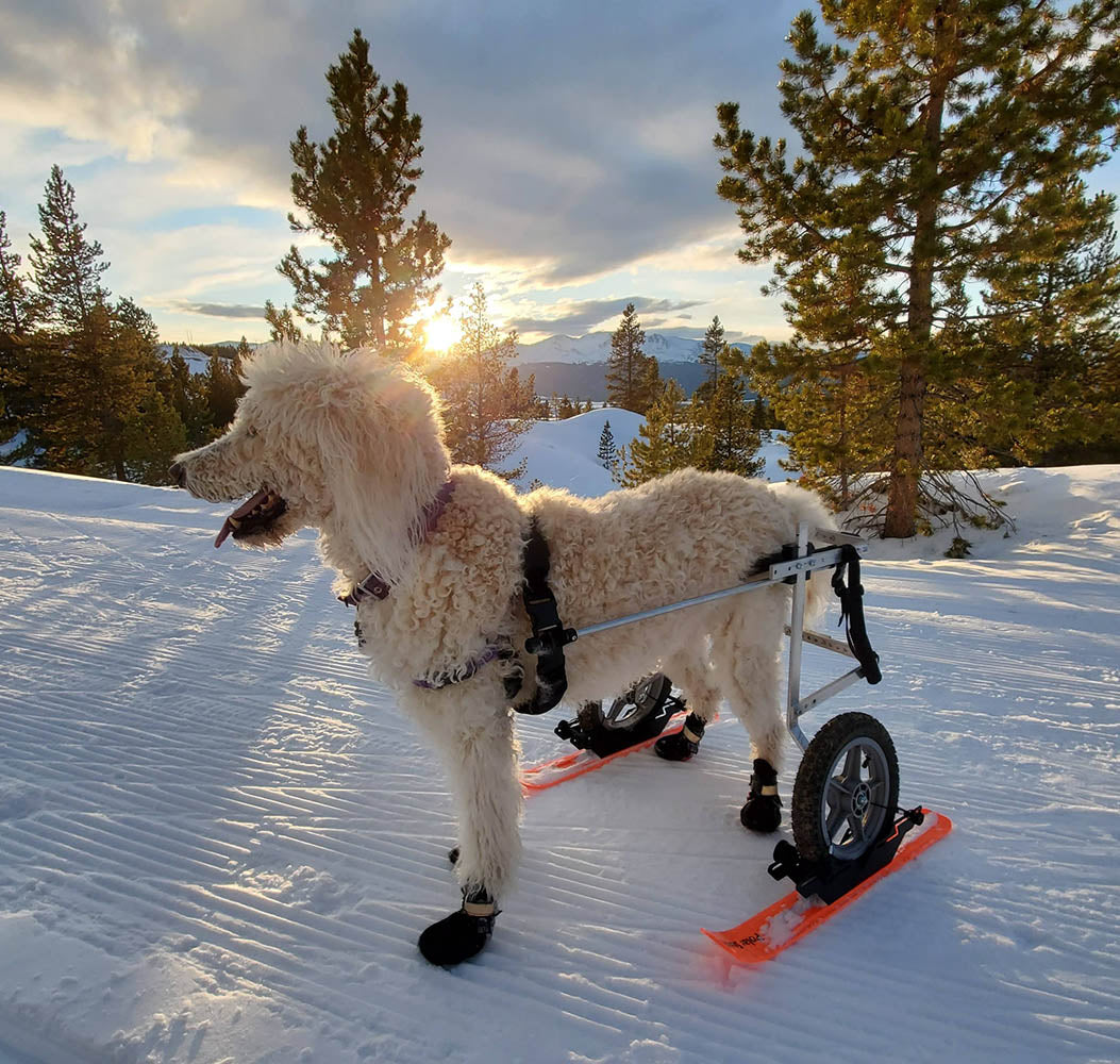K9 Carts Wheelchair Skis - Medium