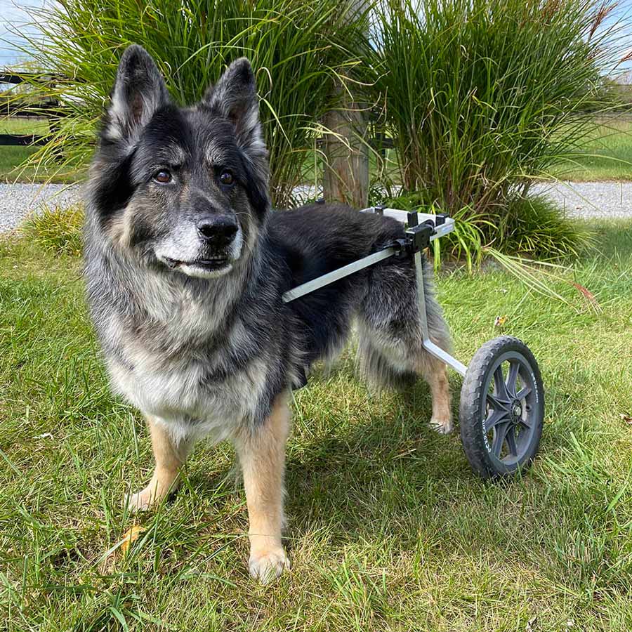 Dog Wheelchair for Back Legs - Rear Support - X-Small
