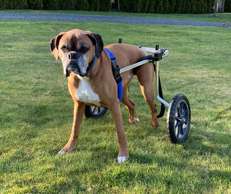 Dog Wheelchair for Back Legs - Rear Support - Medium