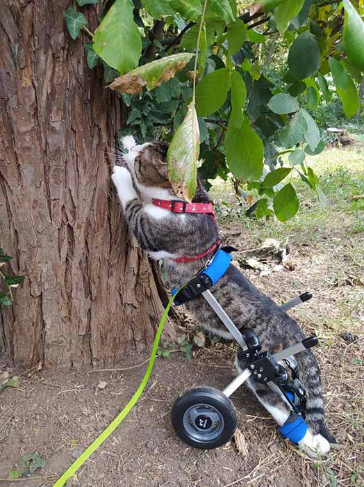 Cat Wheelchair