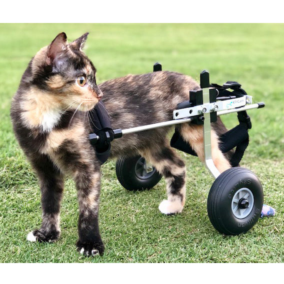 Cat Wheelchair - Rear Support Cat Wheelchair