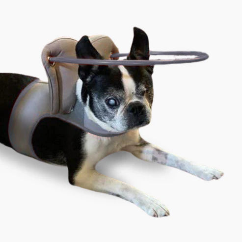 Muffin's Halo Blind Dog Guide