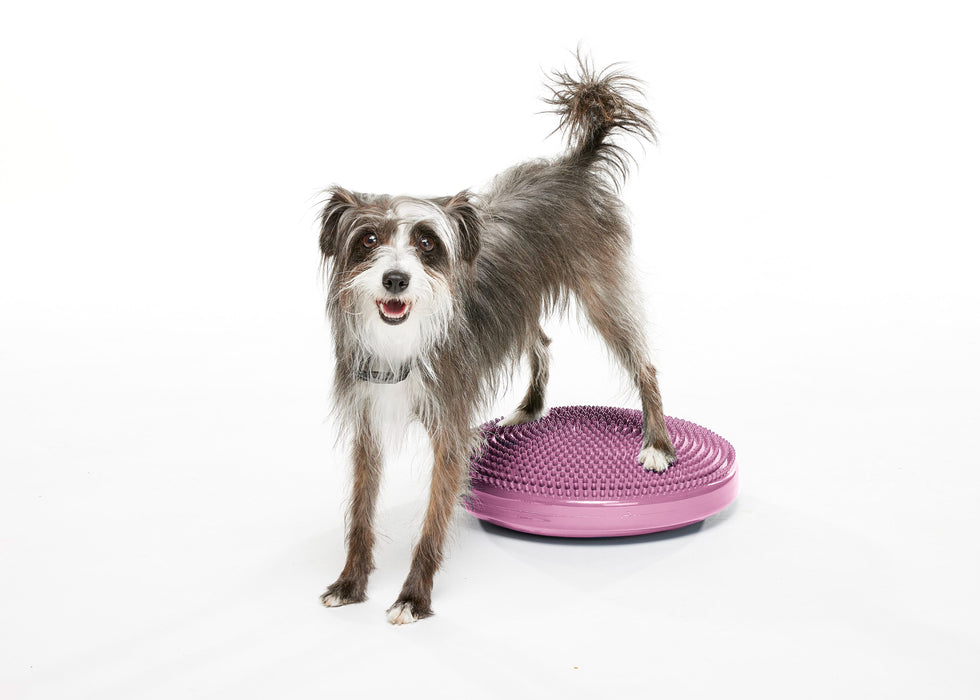 FitPaws Balance Disc