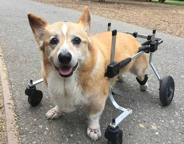 Full Support Dog Wheelchair - XX-Small