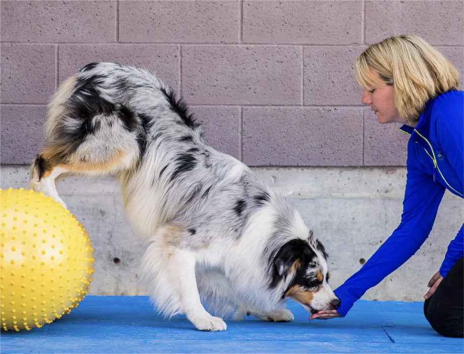 FitPaws Trax Peanut (Various Sizes)