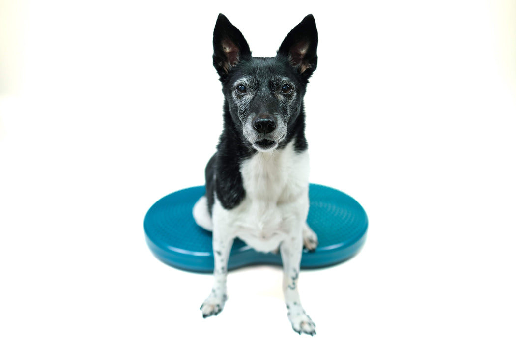 FitPaws Duo Disc (24" x 13" x 3")