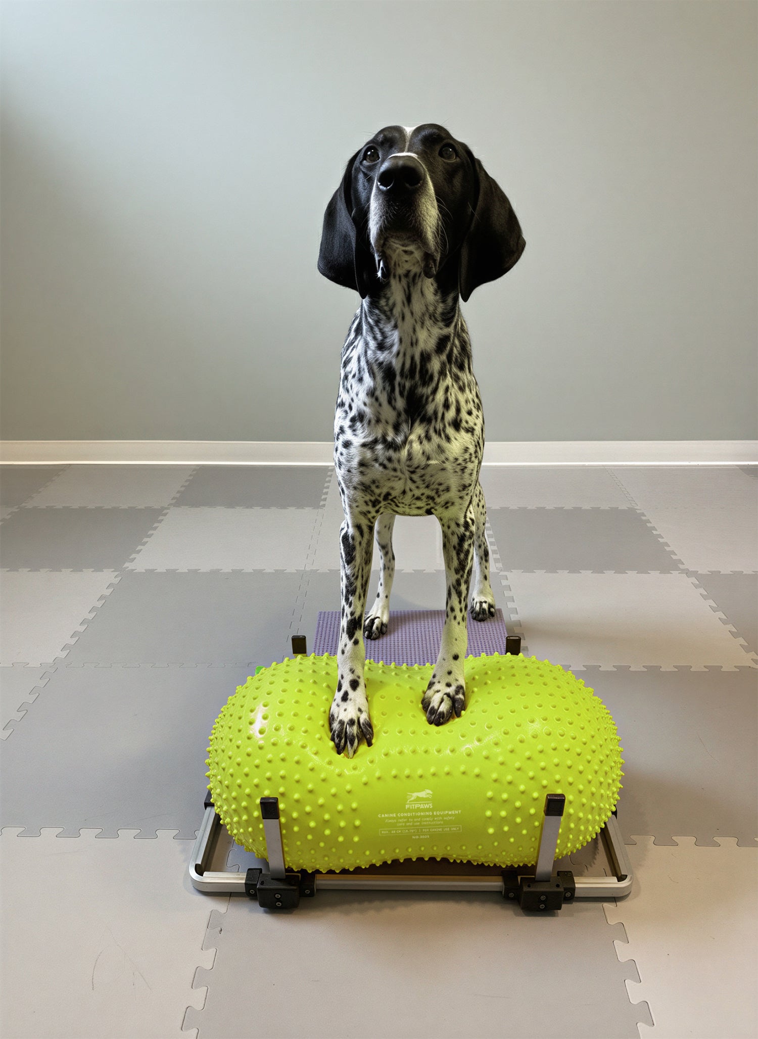 FitPaws Product Stabilizer & TRAX Peanut  Bundle