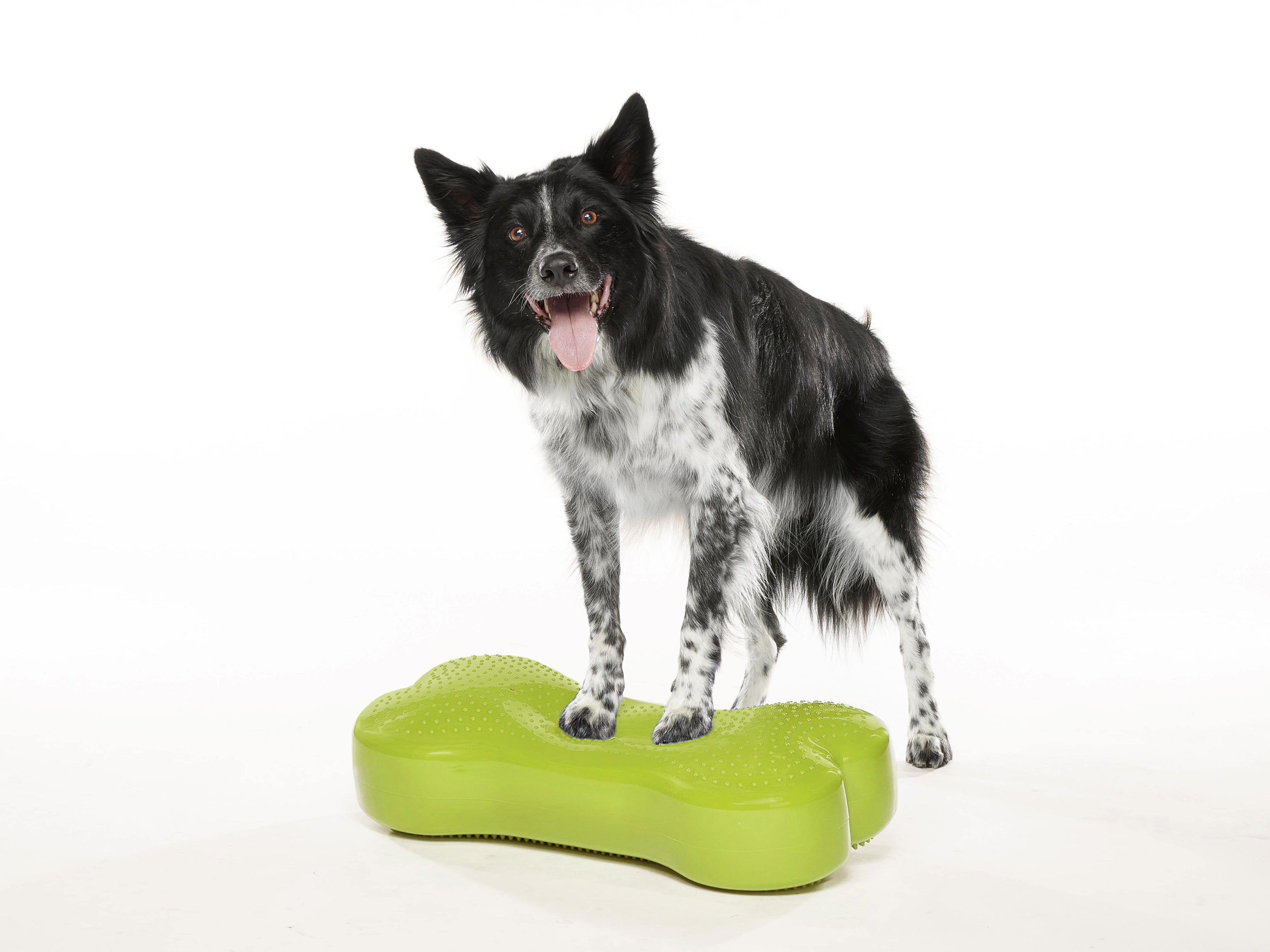 Regular K9FITbone Dog Balance Training Platform — Paw Prosper