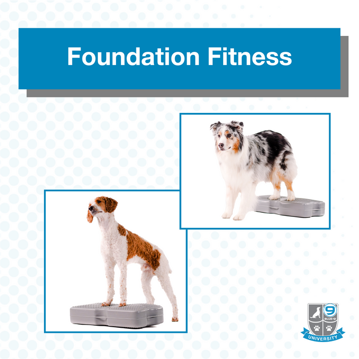 Foundation Fitness (Digital)