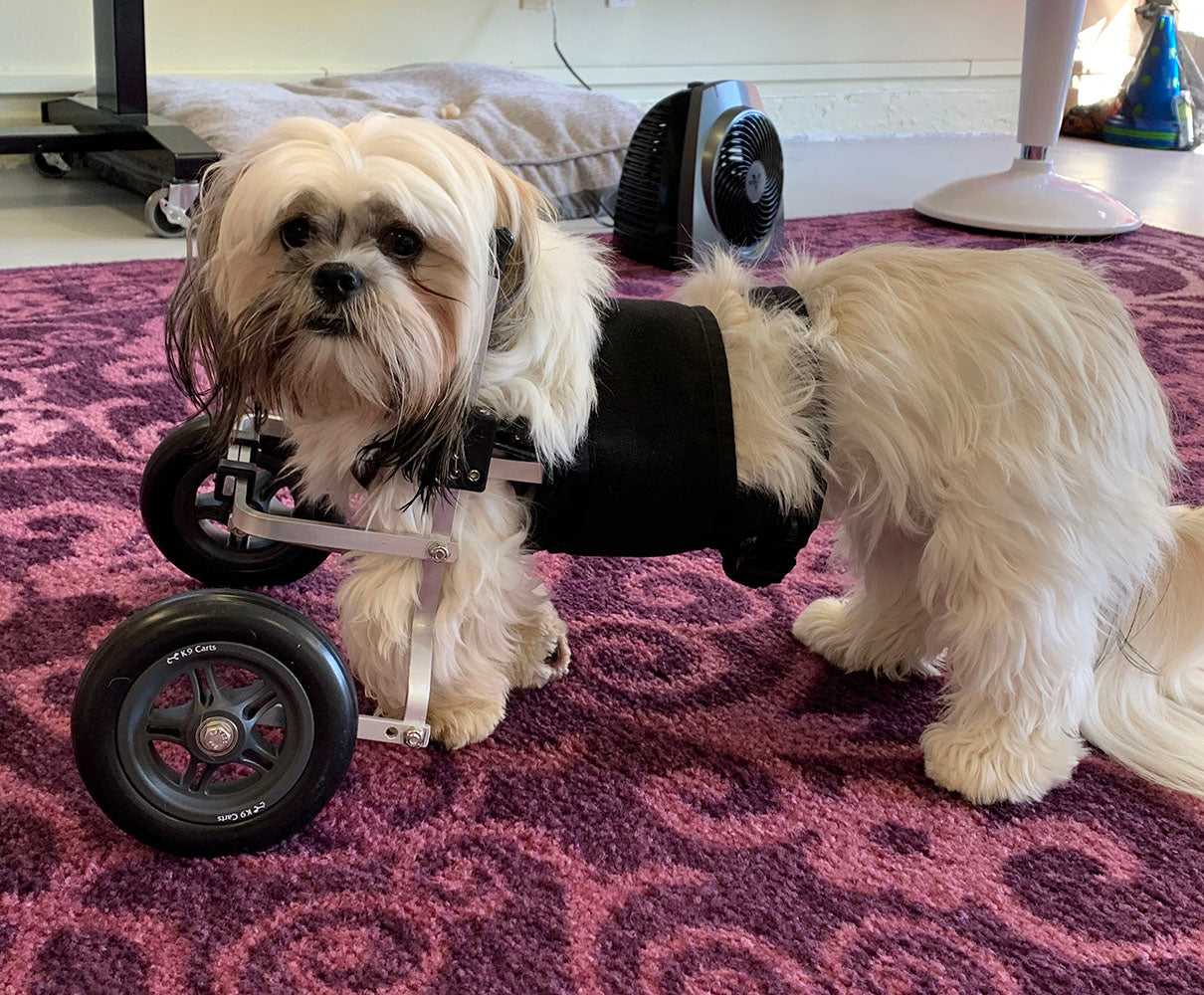 Dog Wheelchair for Front Legs - Medium