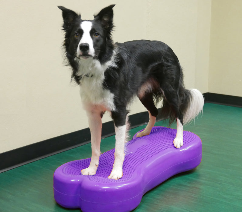 Giant K9FITbone Dog Balance Training Platform