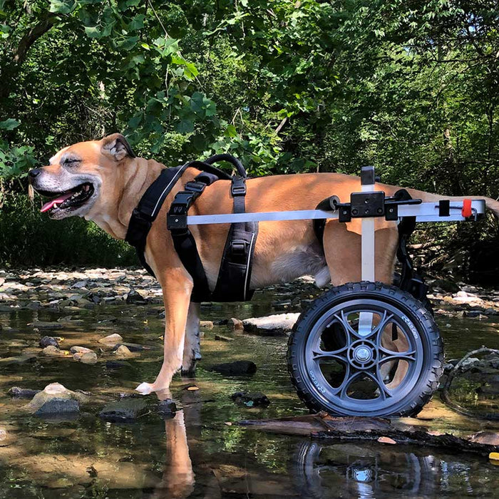 Dog Wheelchair for Back Legs - Rear Support - XX-Small