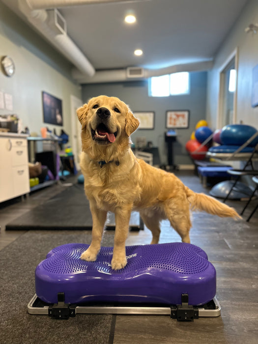 FitPaws Product Stabilizer & Giant K9FitBone Bundle