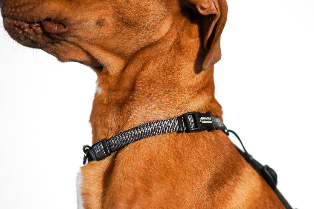 Reflective Balance Harness