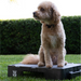 Doodle Dog sitting on a black  KLIMB Jr platform outdoors with green grass and bushes in the background