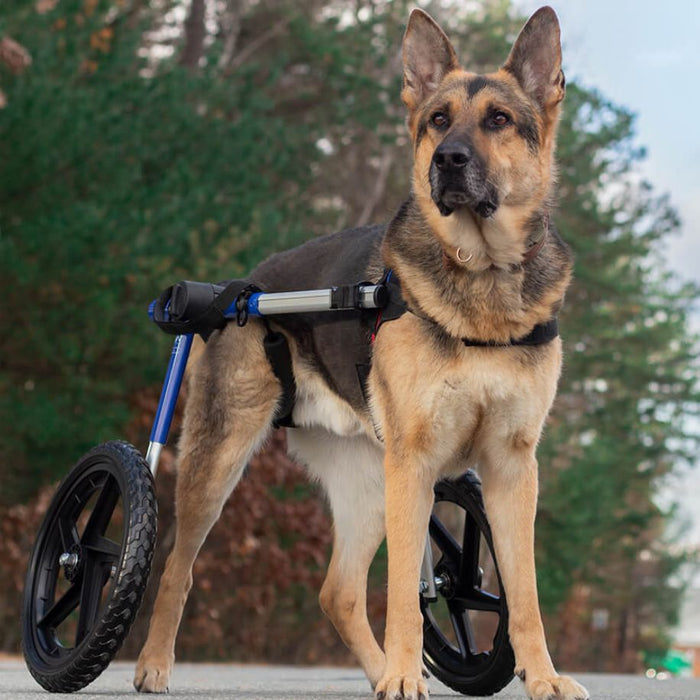 Walkin' Wheels LARGE Dog Wheelchair