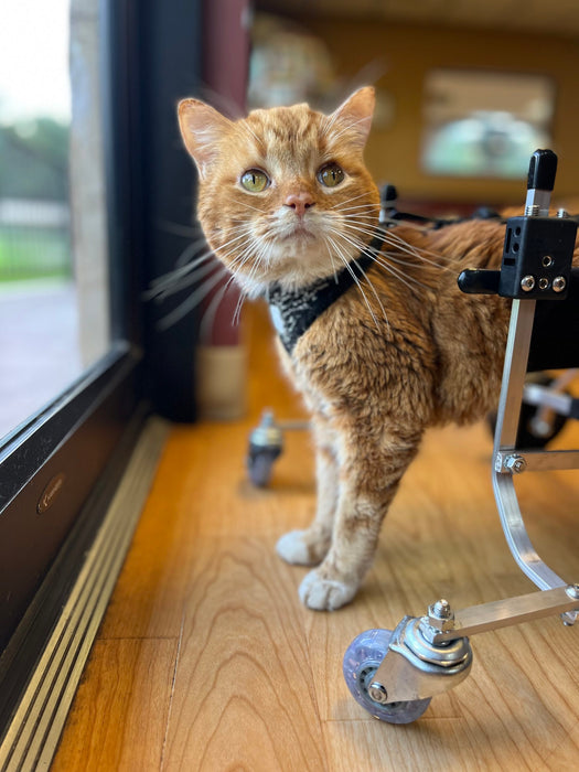 Cat Wheelchair - Full Support Cat Wheelchair