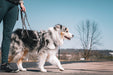 Grey Reflective multi-function leash on a merle Australian shepherd dog