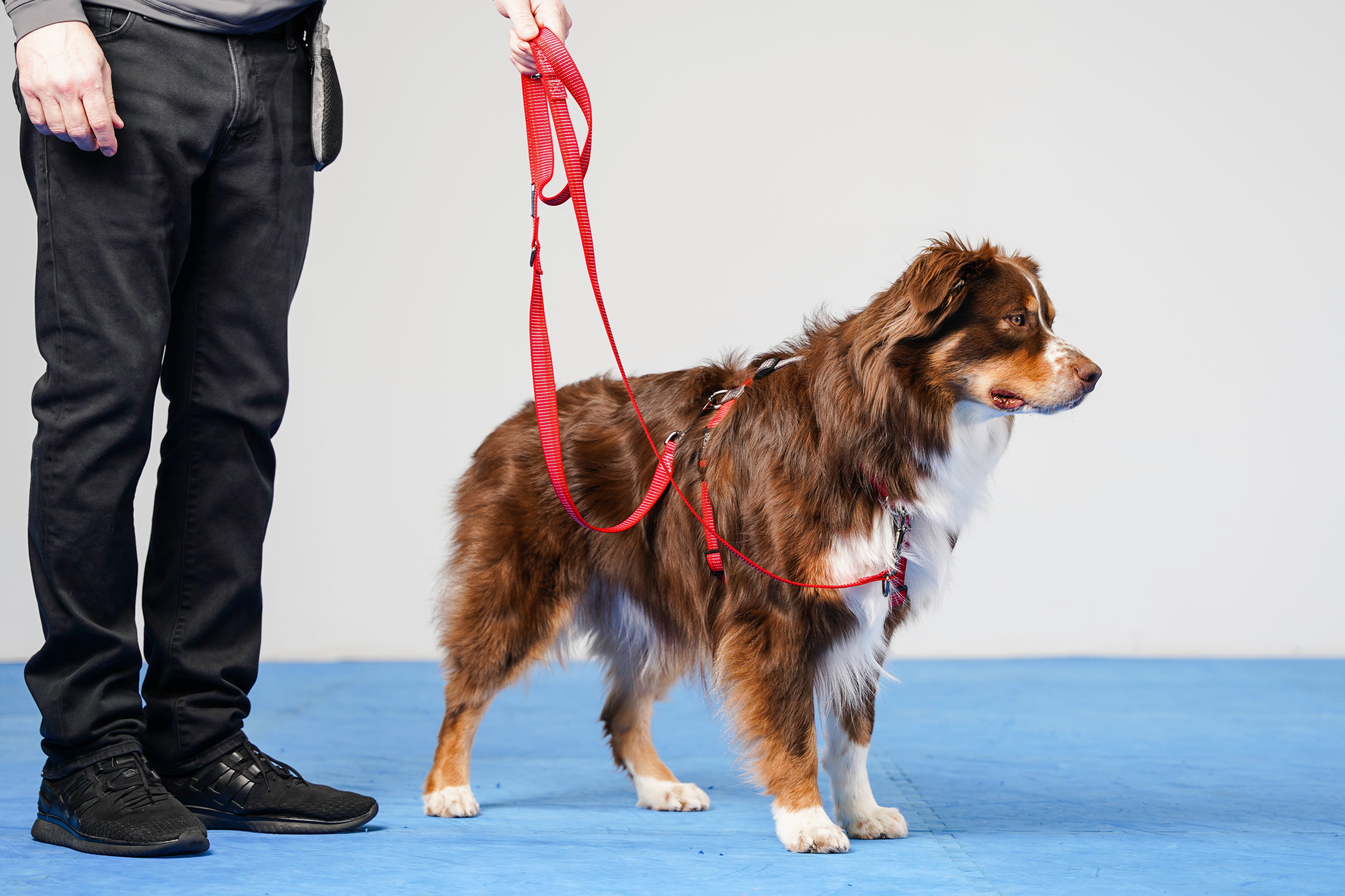 Red Reflective Leash being held by a human that is attached to both points of the Balance Harness on a red australian shepherd.