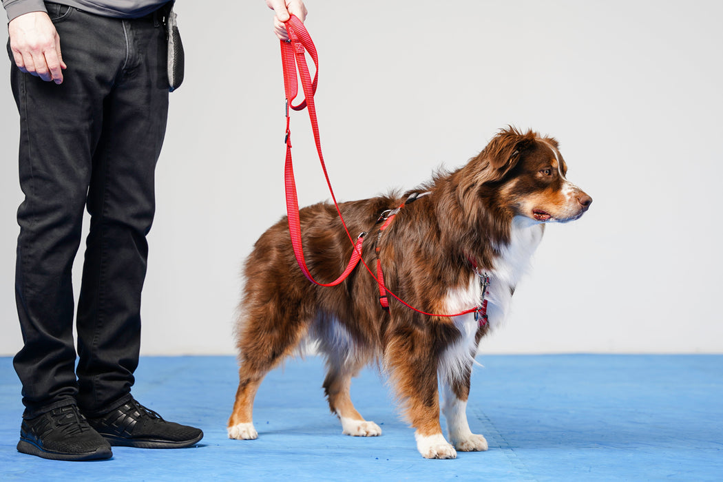 Red Reflective Leash being held by a human that is attached to both points of the Balance Harness on a red australian shepherd.