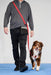 Male human in grey shirt and black jeans walking towards camera with red multi-function leash over his shoulder attached to the front clip of the Balance Harness on a red tri australian shepherd dog looking at the camera.
