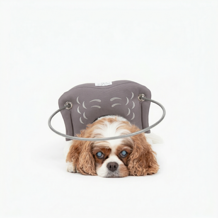 Muffin's Halo Blind Dog Guide