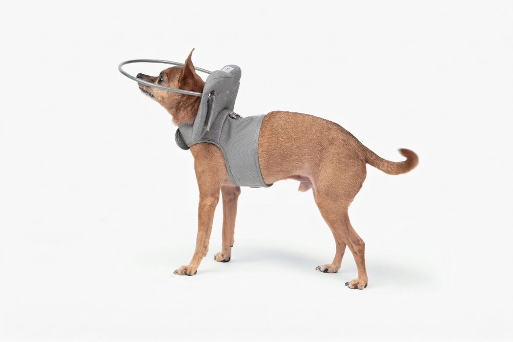 Muffin's Halo Blind Dog Guide
