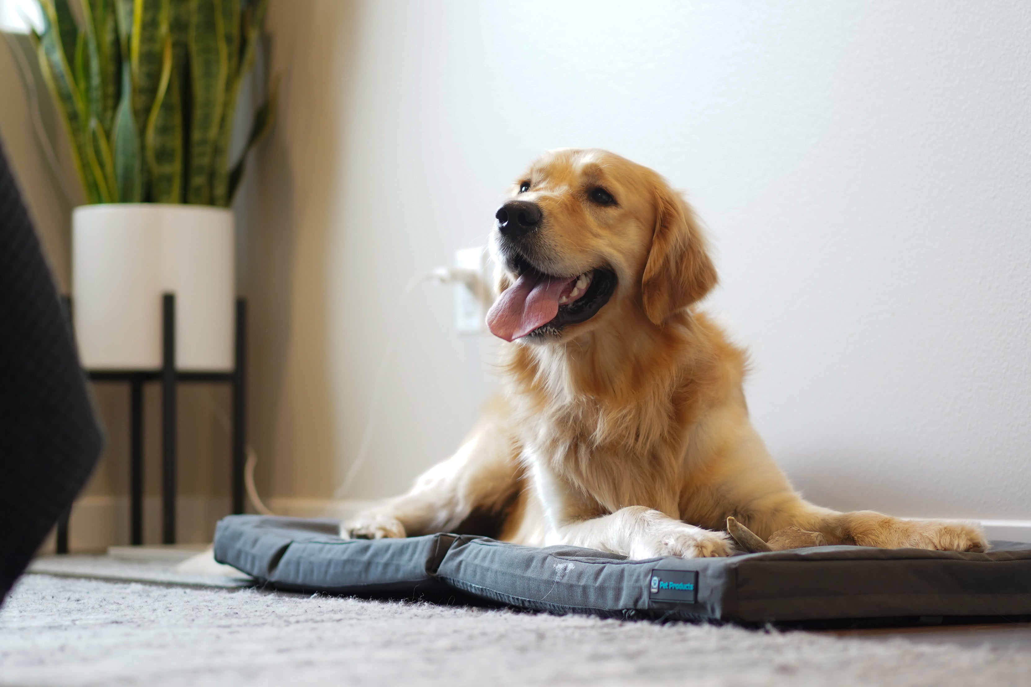 Happy Golden Retriever laying on a restore double dog bed on the floor of a bedroom.