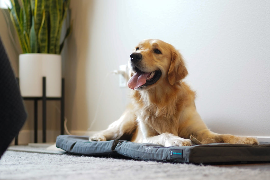 Happy Golden Retriever laying on a restore double dog bed on the floor of a bedroom.
