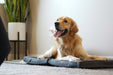 Happy Golden Retriever laying on a restore double dog bed on the floor of a bedroom.