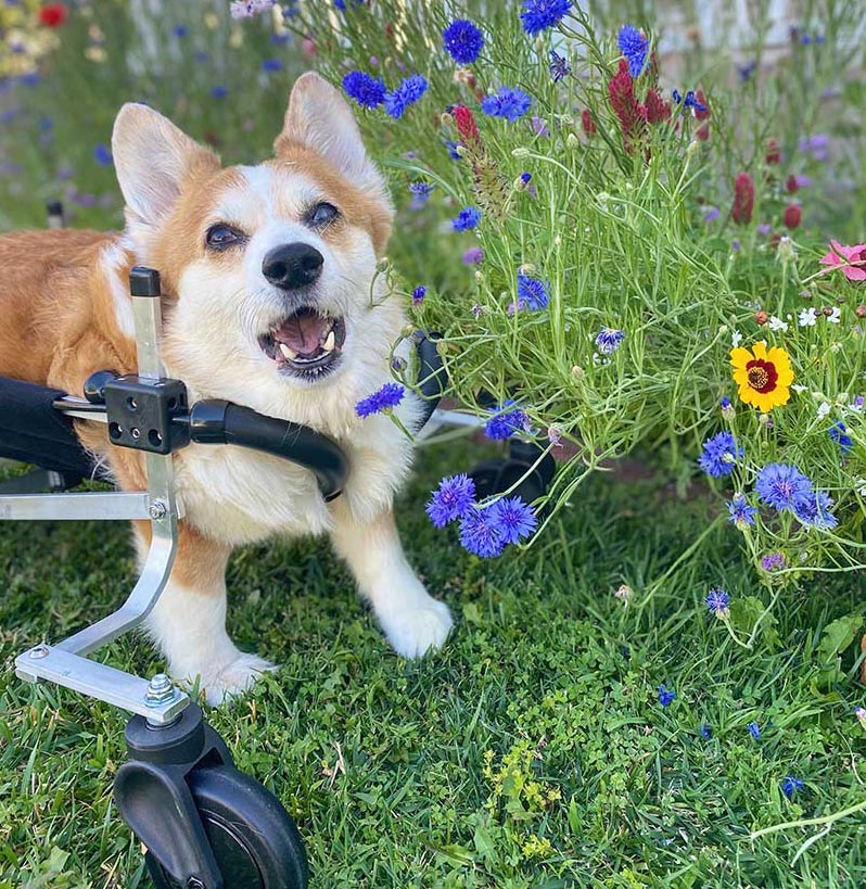 Full Support Dog Wheelchair - Med-Small