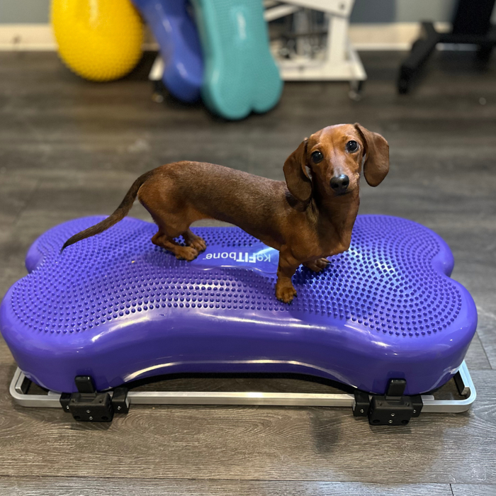 FitPaws Product Stabilizer & Giant K9FitBone Bundle