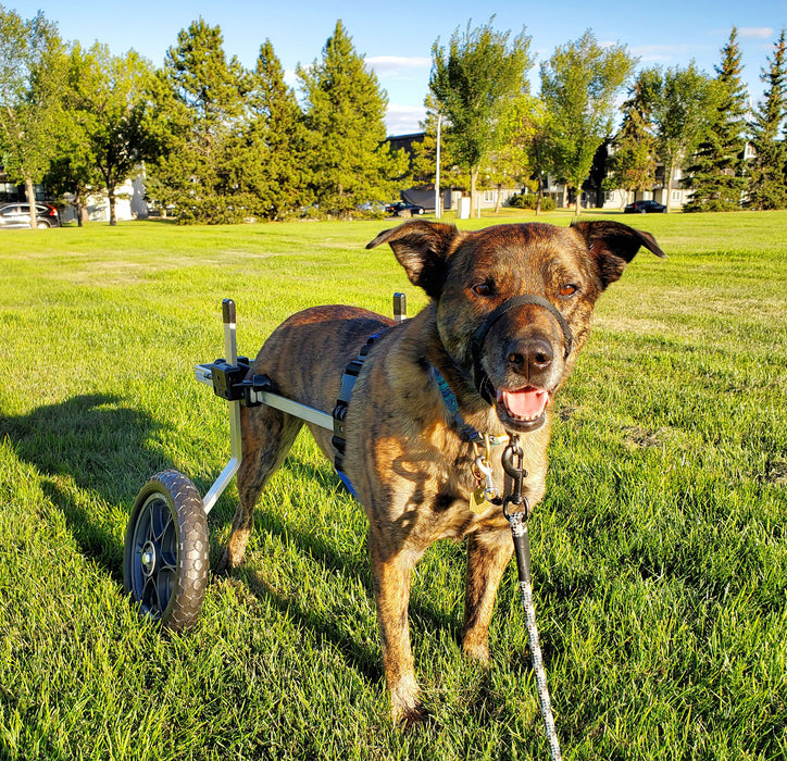 Dog Wheelchair for Back Legs - Rear Support - XX-Small